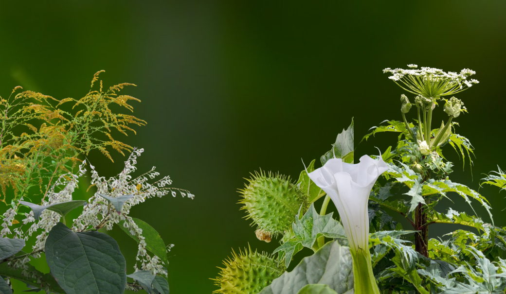 Vier invasive Pflanzen ragen bei einem grünen Hintergrundbild hervor
